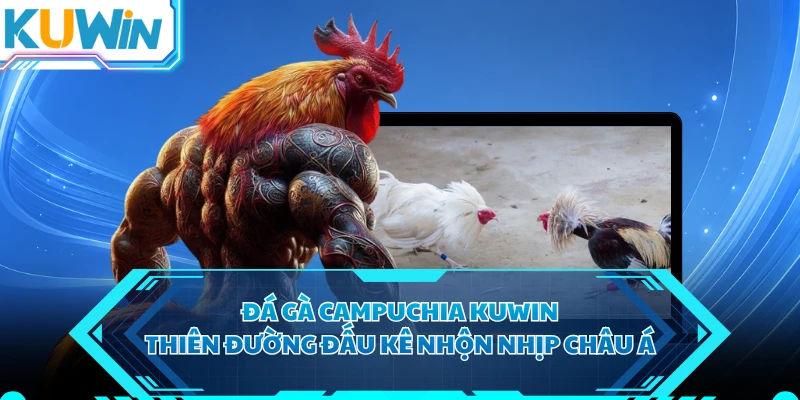 Đá Gà Campuchia KUWIN - Thiên Đường Đấu Kê Nhộn Nhịp Châu Á