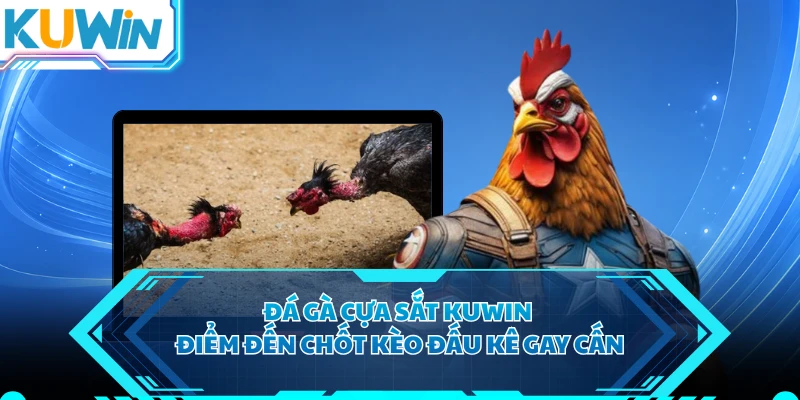 Đá Gà Cựa Sắt KUWIN - Điểm Đến Chốt Kèo Đấu Kê Gay Cấn