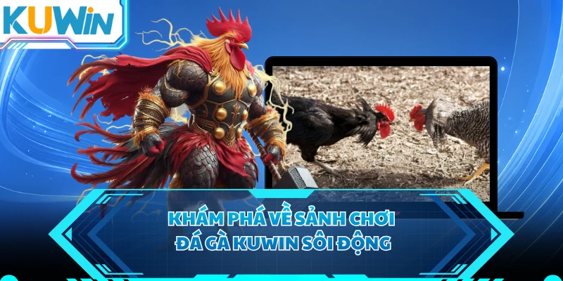 Khám phá về sảnh chơi đá gà KUWIN sôi động