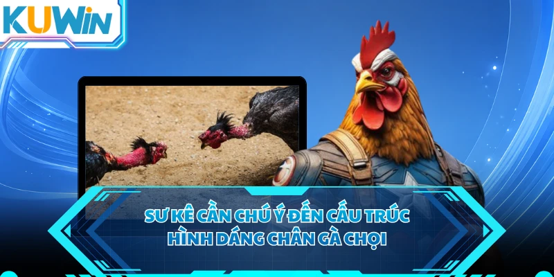 Sư kê cần chú ý đến cấu trúc, hình dáng chân gà chọi
